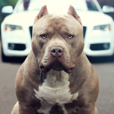 pitbulls xl