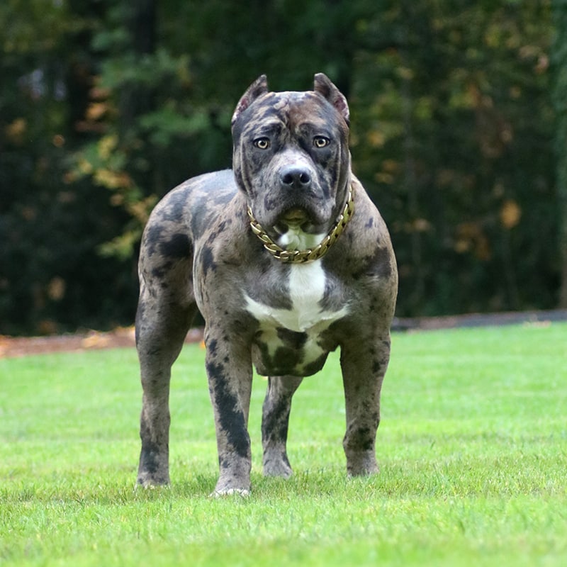 breedings - Monster Bully Kennels