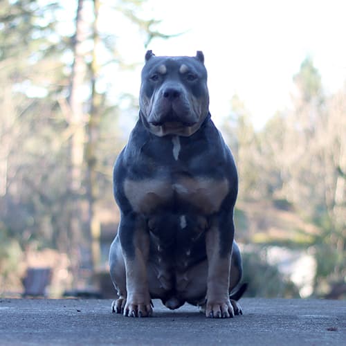 Blue massive hot sale pit bulls