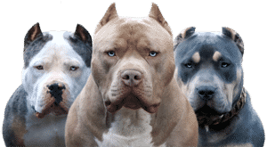 blue bully pitbull puppies