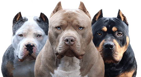Blue Nose Bully For Sale Online