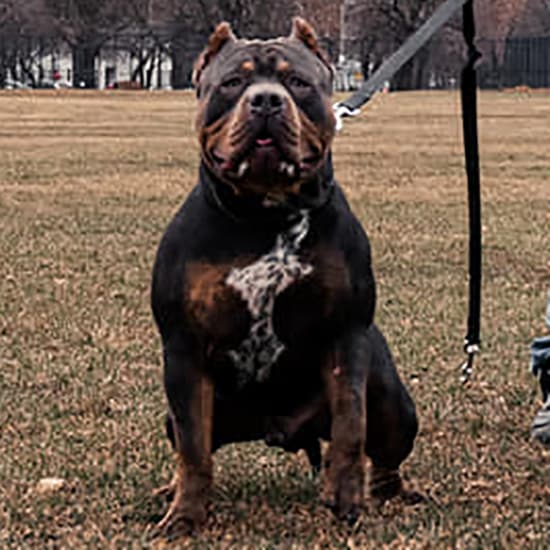 Puppies Monster Bully Kennels