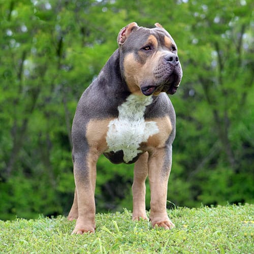 Breedings - Monster Bully Kennels