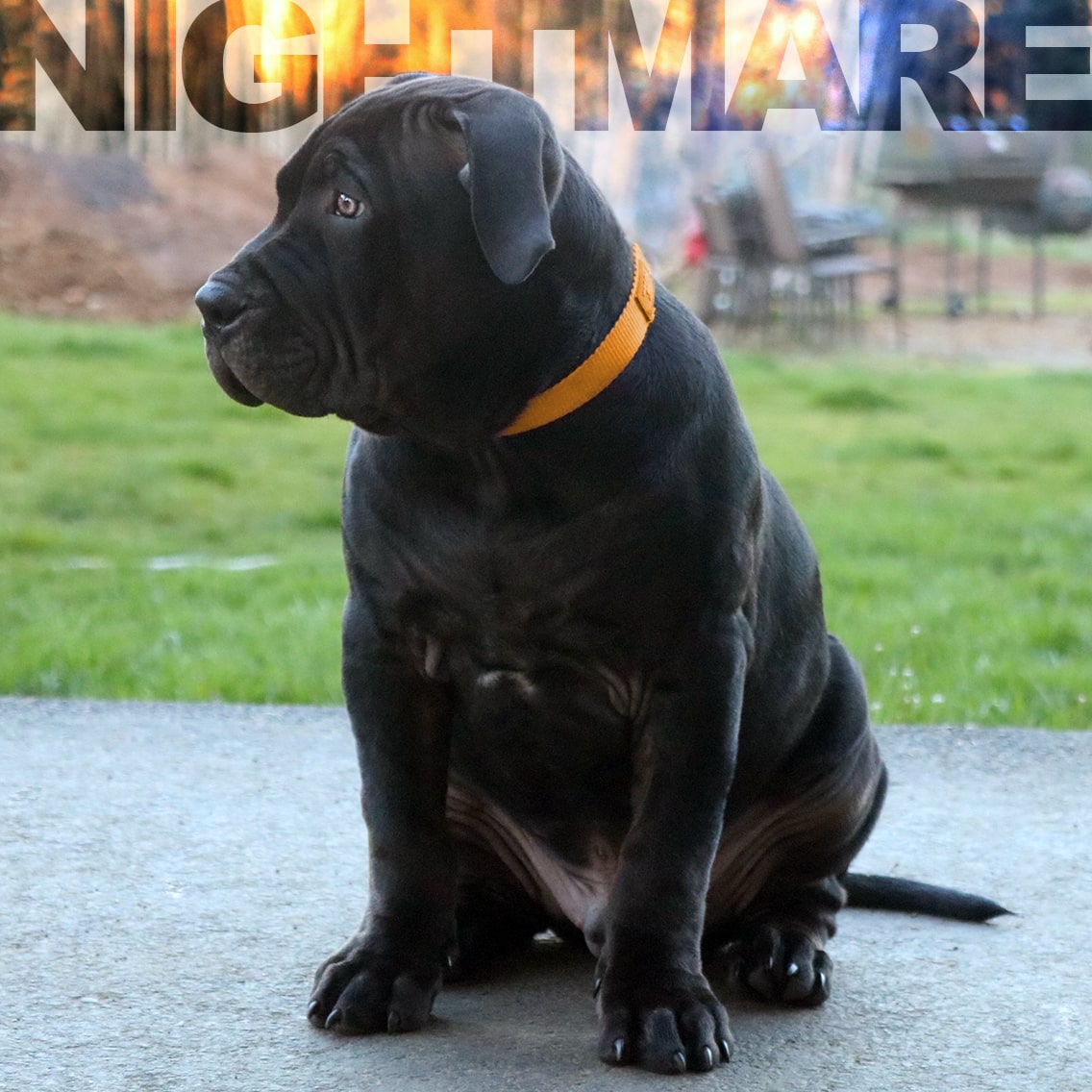 Puppies Monster Bully Kennels