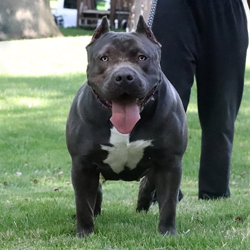 breedings - Monster Bully Kennels