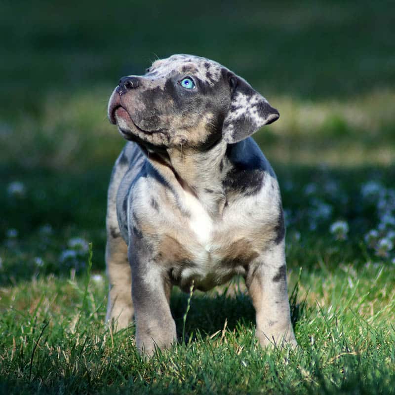 Puppies Monster Bully Kennels