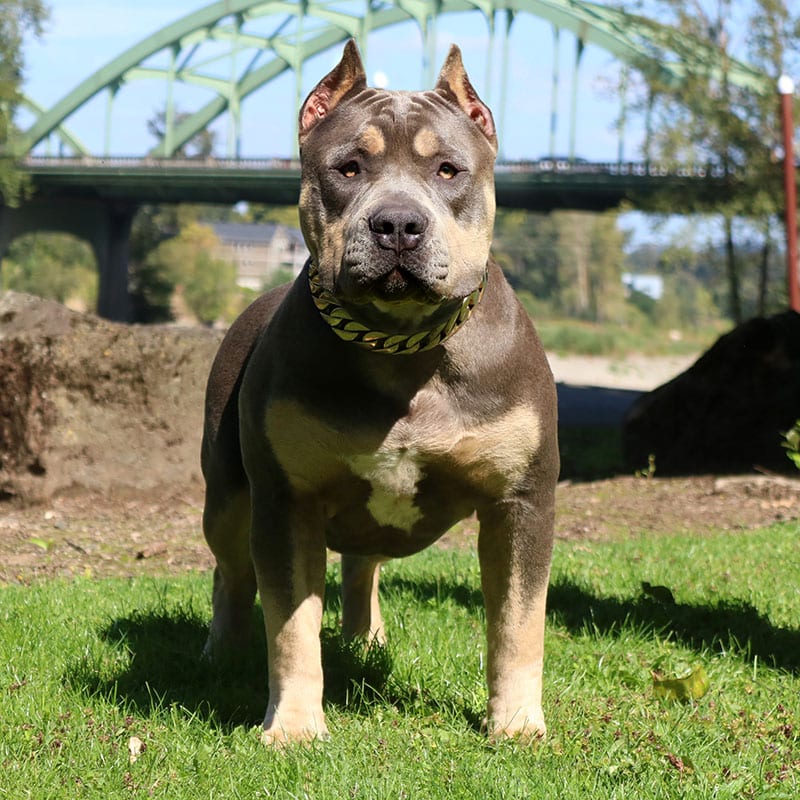 XL Pitbulls & XL Bullies Puppies. Blue Nose Pits - Monster Bully Kennels