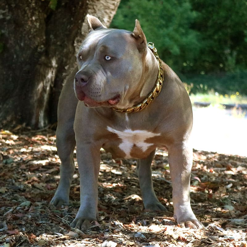 White 2024 pitbull bully