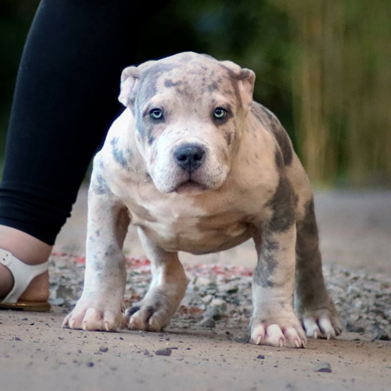 Puppies Monster Bully Kennels