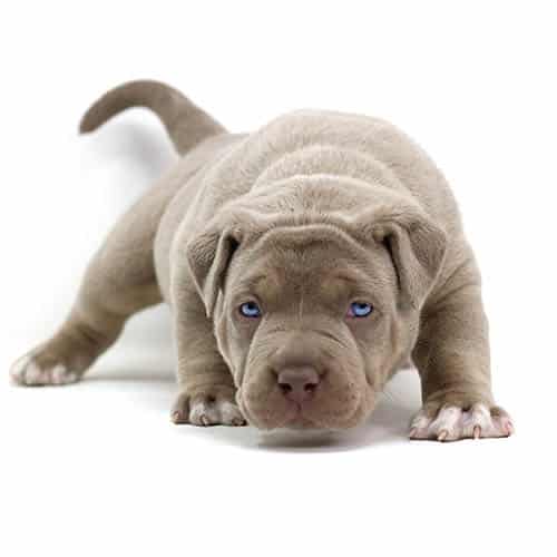 Lilac Pitbull Bully Puppy