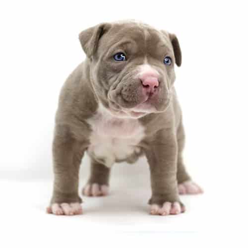 Puppies - Monster Bully Kennels