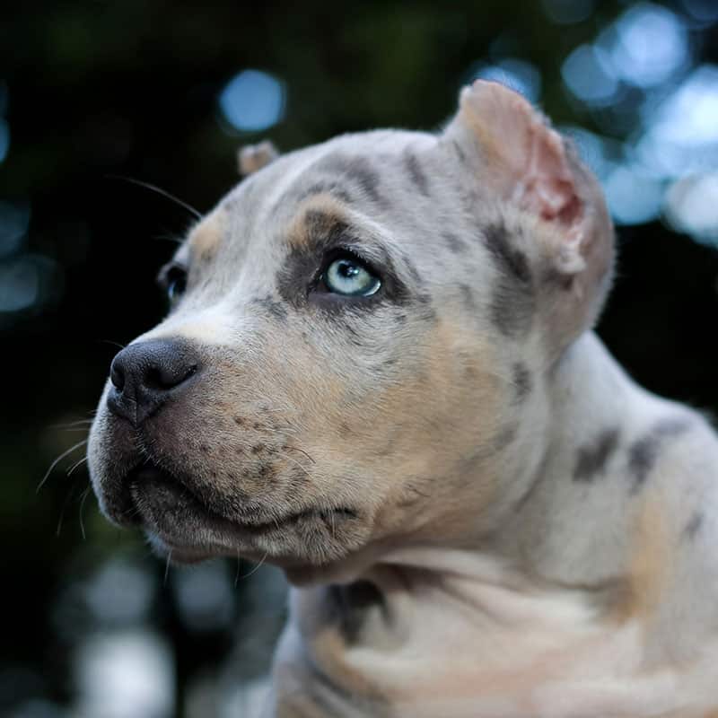 Puppies Monster Bully Kennels