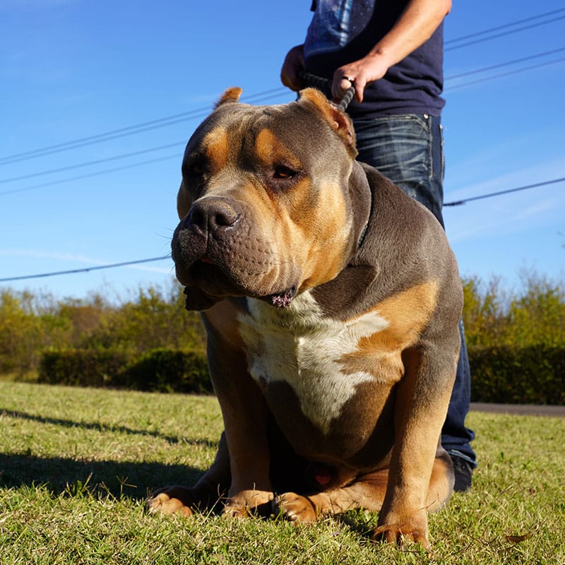Males / Studs Monster Bully Kennels