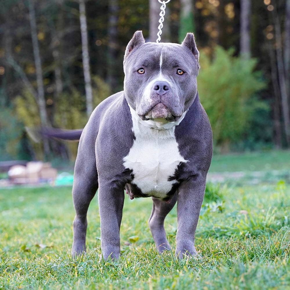 Blue xl sale pitbull