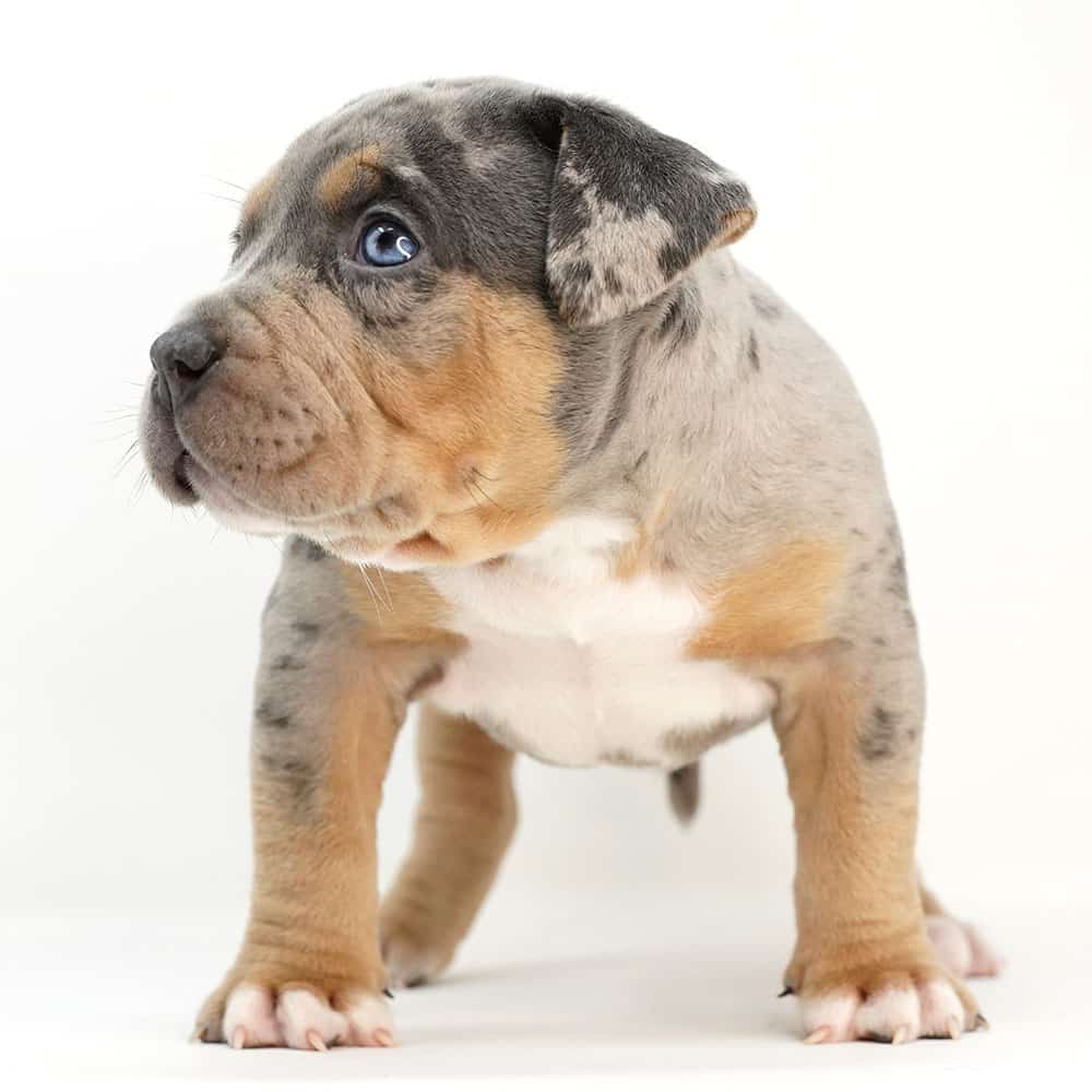 Merle Pitbull Bully Puppy