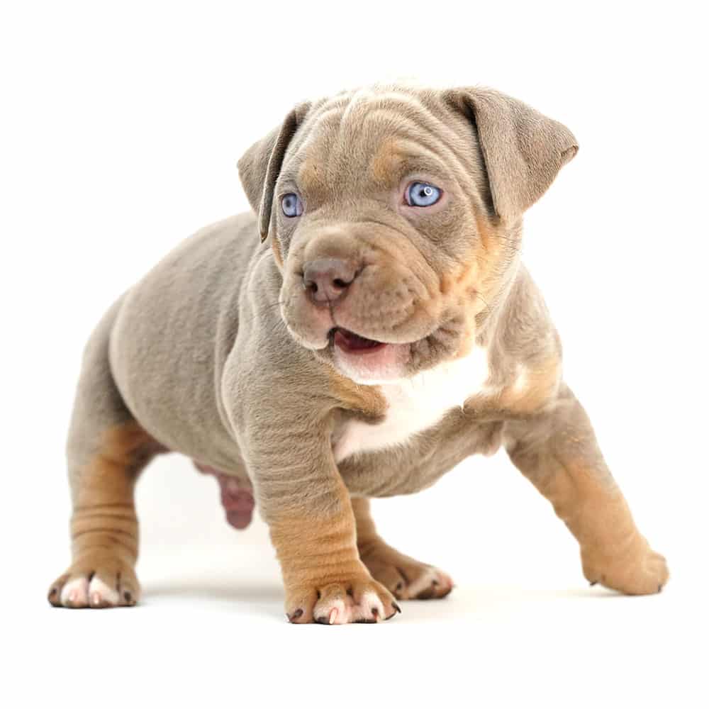Tri Pitbull Bully Puppy