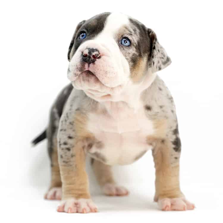 Merle Pitbull Bully Puppy