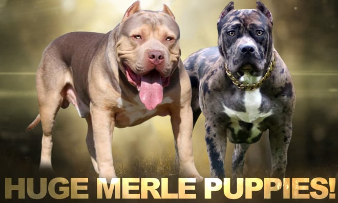 Breedings - Monster Bully Kennels