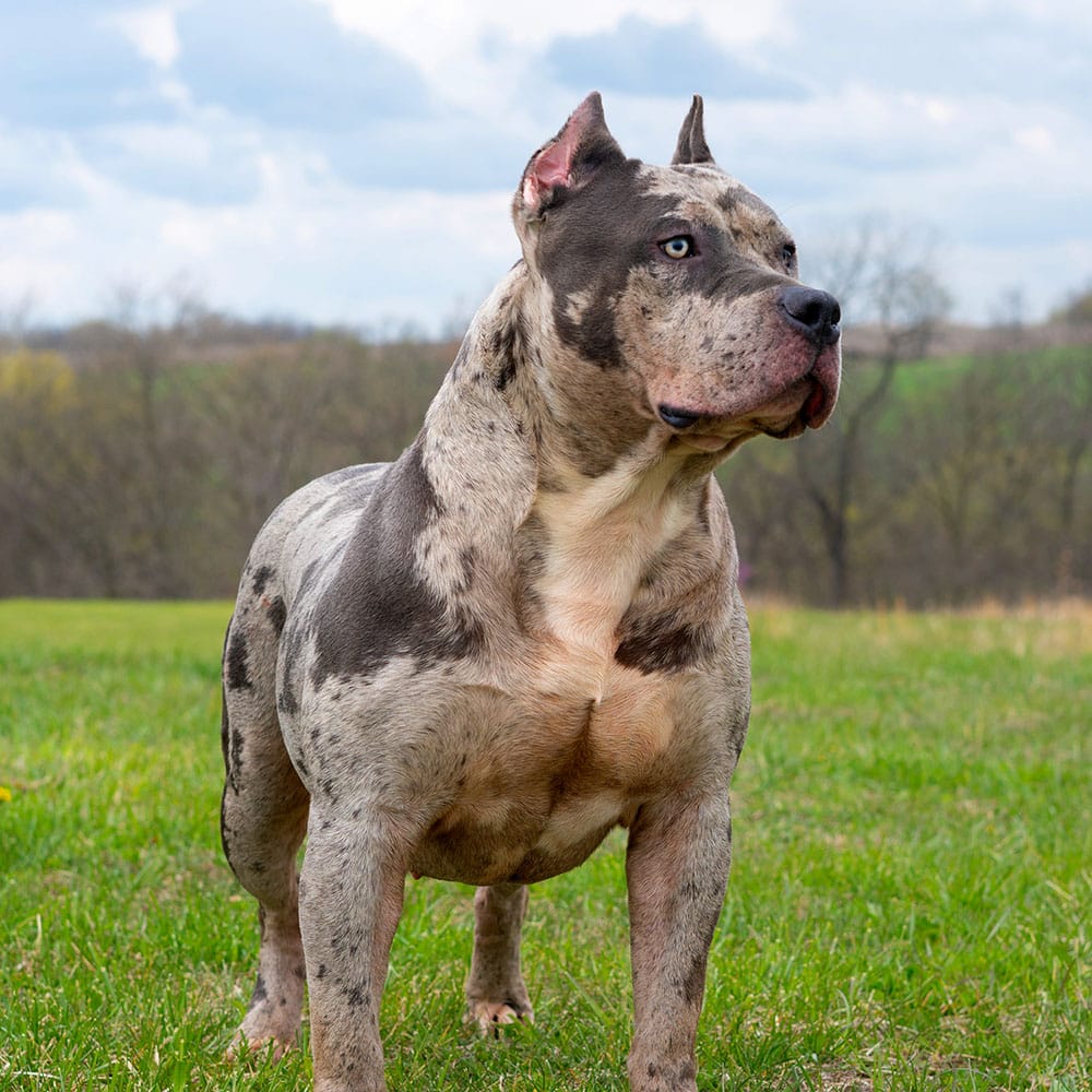 Males / Studs Monster Bully Kennels