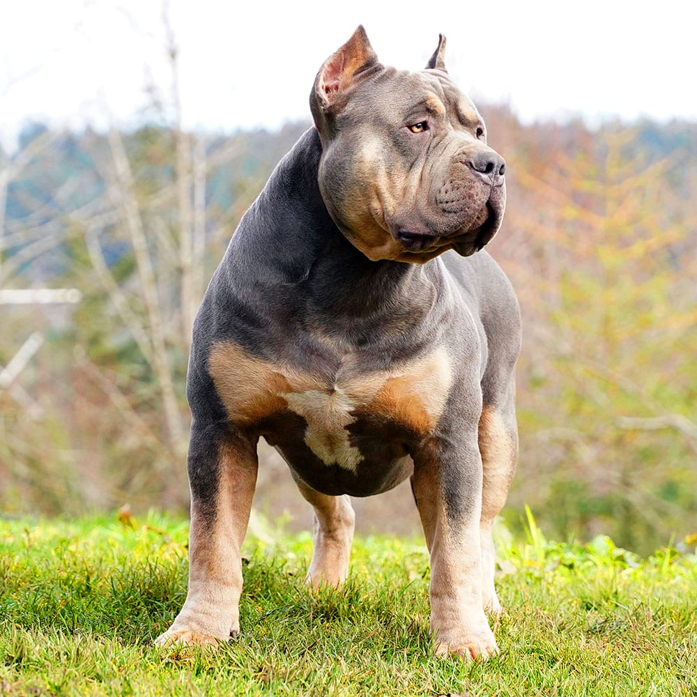 Monster store american bully