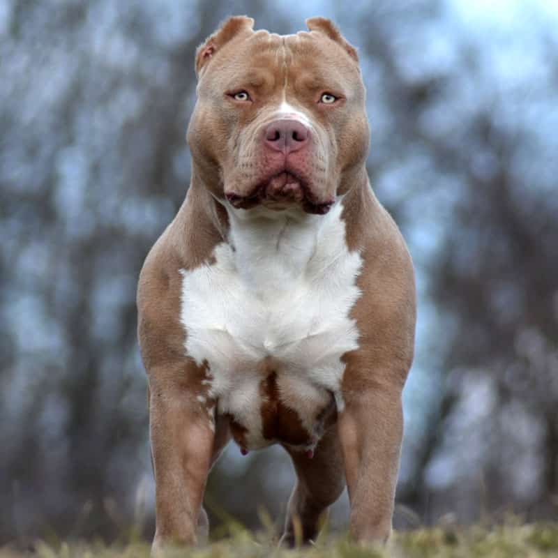 Bully pitbulls outlet for sale