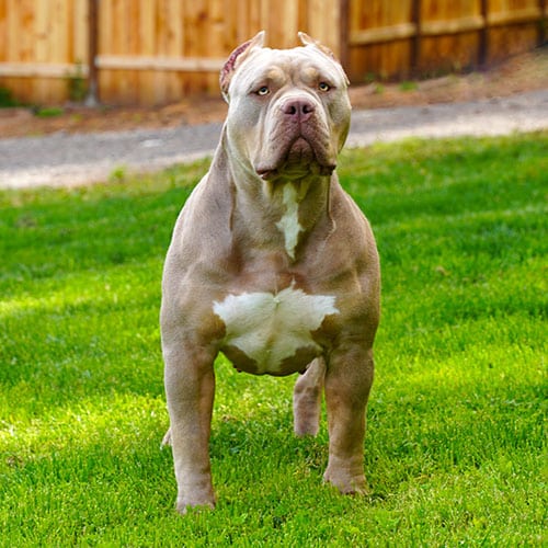 XL Bully Pitbull Puppies For Sale Merle Blue Nose - Monster Bully Kennels