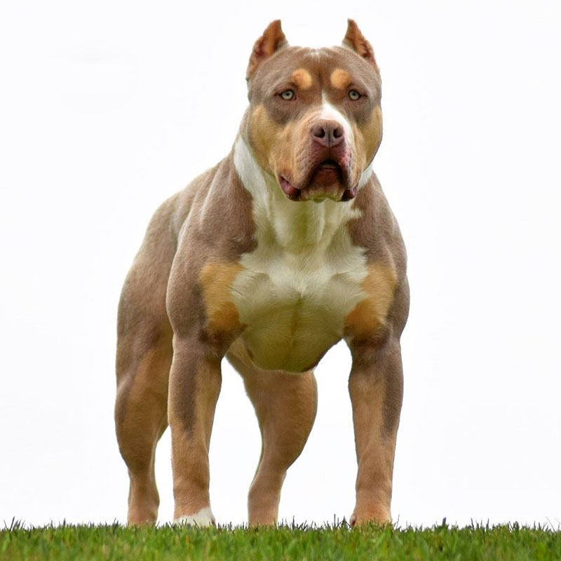 pitbull red nose bully