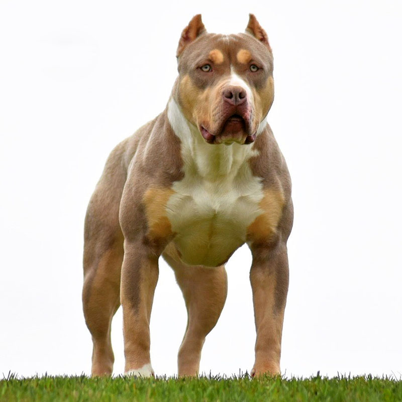 Scary Spice Pitbull Bully Female