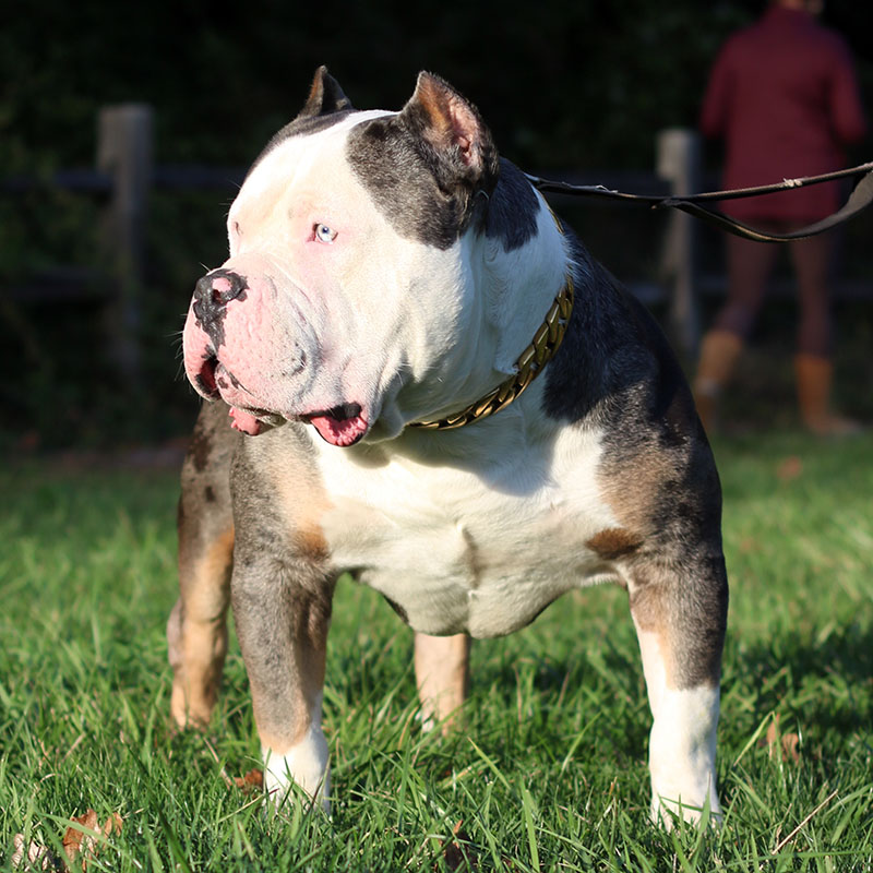 Males / Studs - Monster Bully Kennels