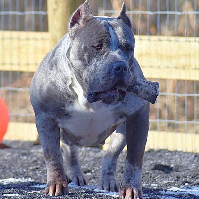 King Louii Pitbull