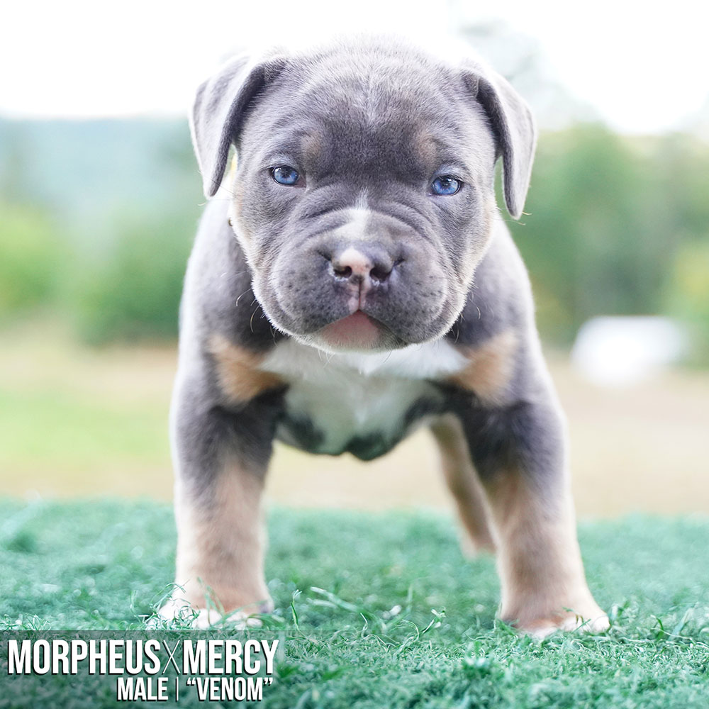 Breedings Monster Bully Kennels