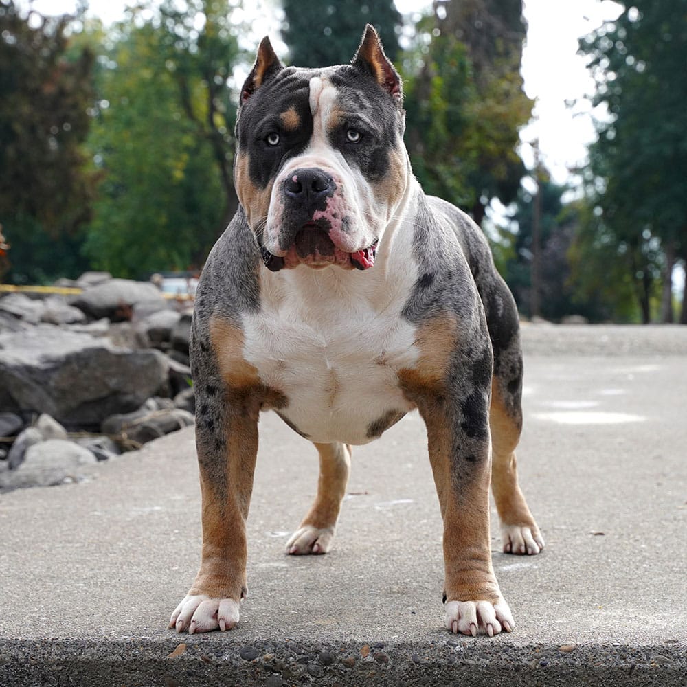 Top american bully clearance kennels