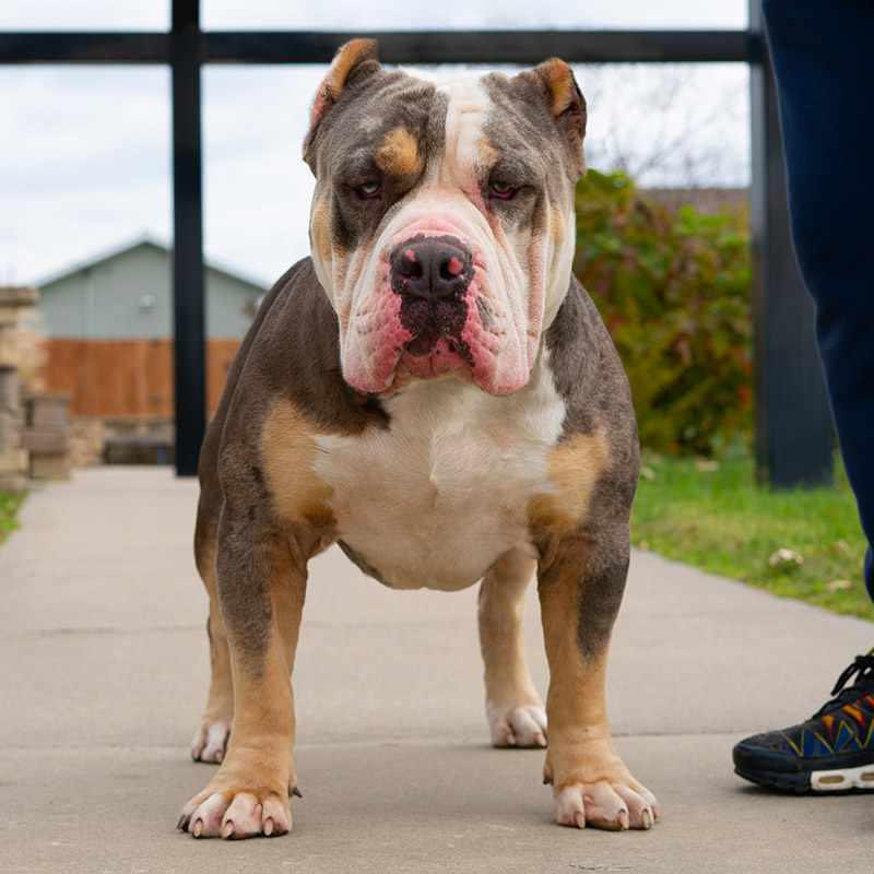 Breedings - Monster Bully Kennels