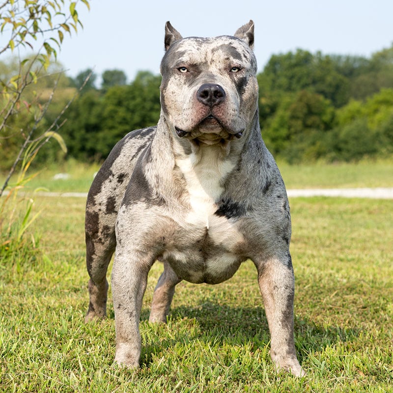 American bully xxl merle sale