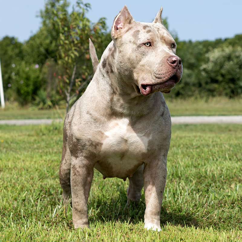 Scary Spice Pitbull Bully Female