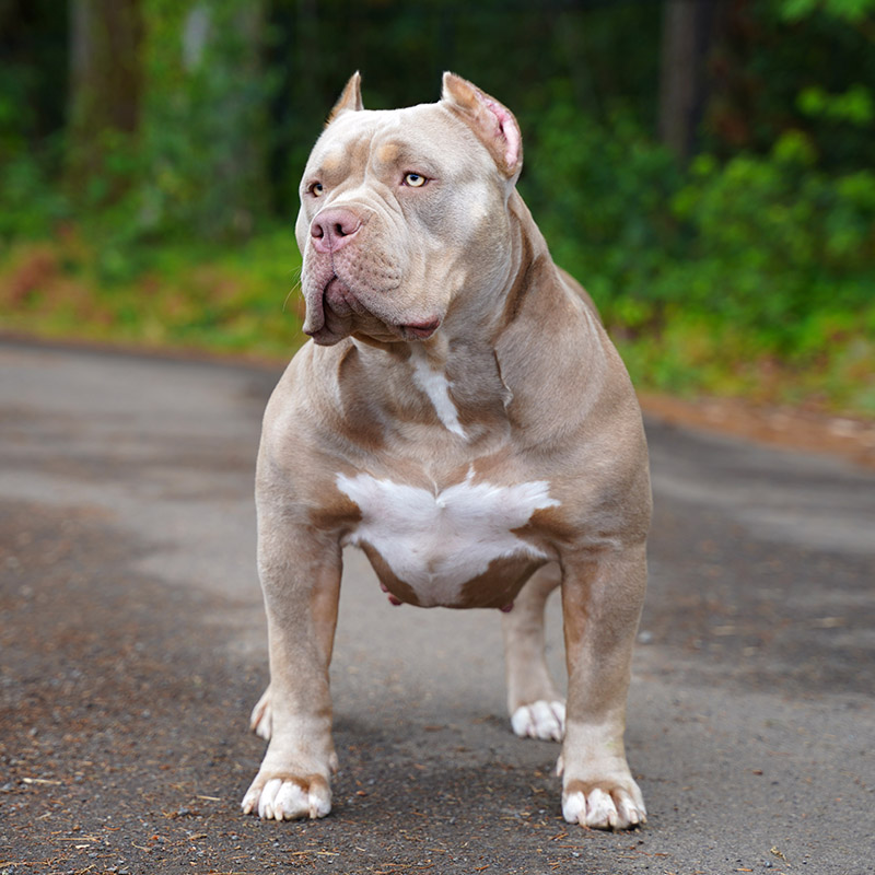 I bred the first ever XL Bully dog people say I created a monster – but  that's not the truth