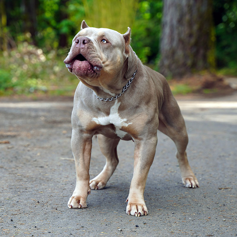 SOLD! Female Pocket American Bully - Blue Tri Color - Lilac Tri Carrier 