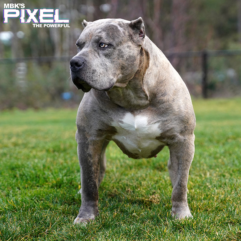 pitbull american bully mix