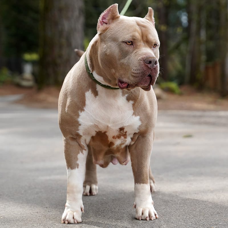 The Top XL American Bully Breeders in the World Right Now