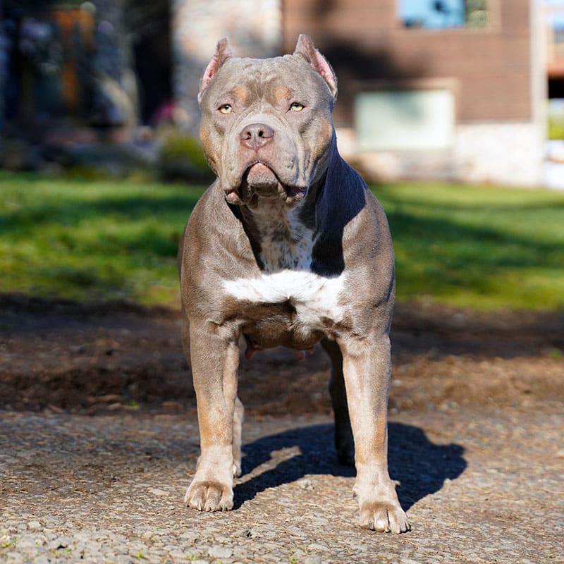 Karma Pitbull Bully Female