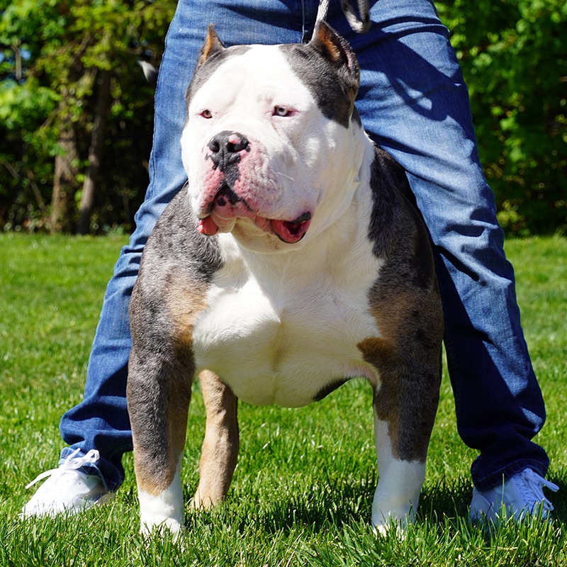 Breedings - Monster Bully Kennels