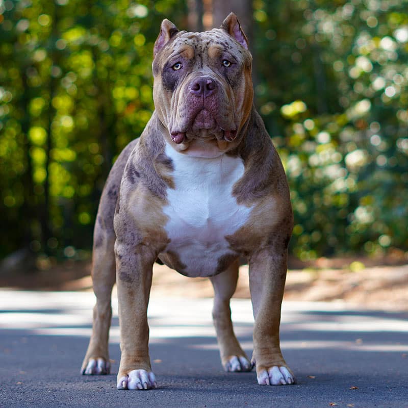 Males / Studs - Monster Bully Kennels