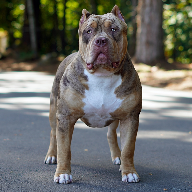 Males / Studs - Monster Bully Kennels