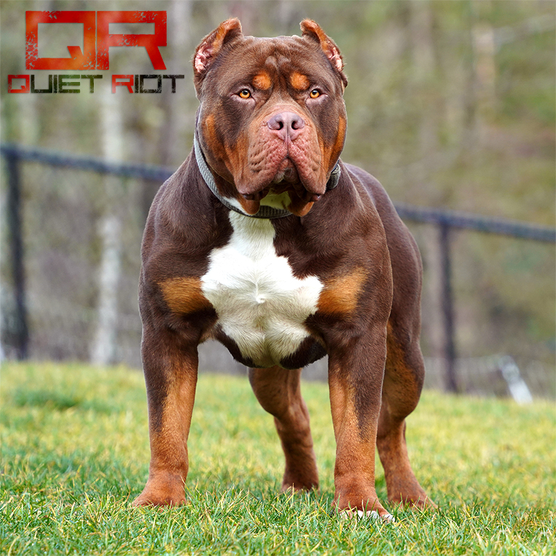 Caona Bully Kennels 2023, XL American Bully Puppies