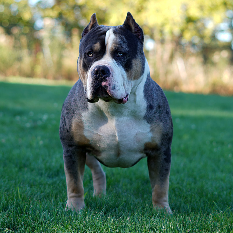 Blue 2024 merle bully