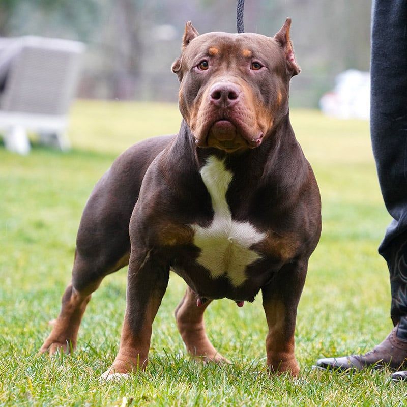 BAM Pitbull Bully Male