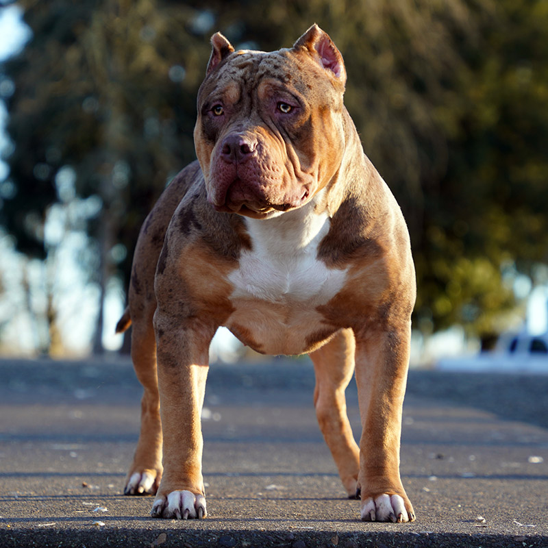 Karma Pitbull Bully Female