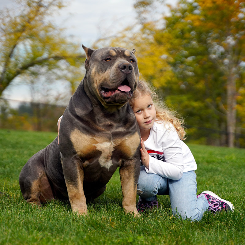 The American XL Bully is a monster created by the internet - New