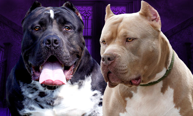 Breedings - Monster Bully Kennels