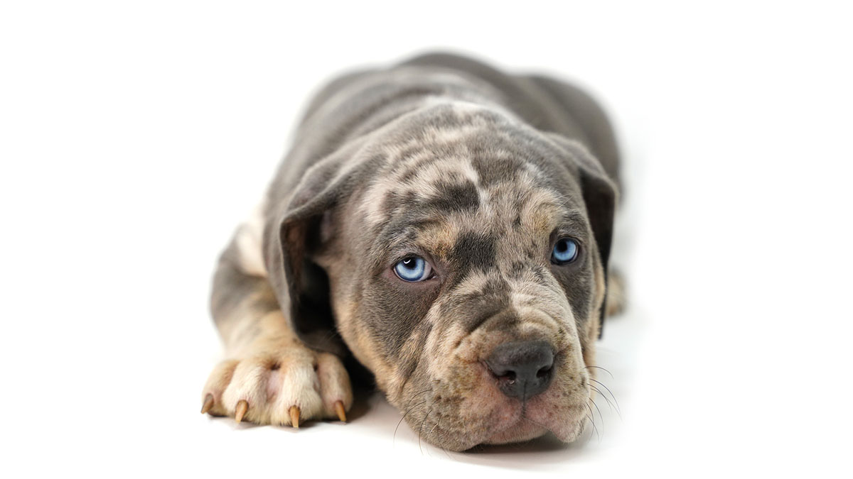 Featured image for “Bringing Your Puppy Home: The First 48 Hours”